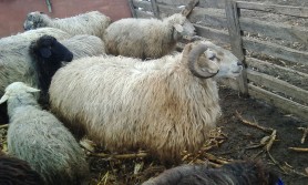 Un bărbat a ajuns la spital cu răni grave la coloană după ce a fost lovit de o oaie